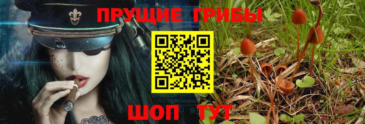 Псилоцибиновые грибы Psilocybine cubensis Новочебоксарск